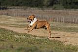 AMSTAFF ADULT 148